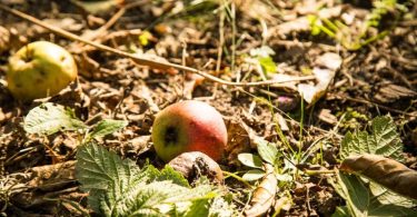 Nachbars Äpfel auf dem Boden Ihres Grundstücks? Greifen Sie zu, die Früchte gehören jetzt Ihnen. Foto: Christin Klose/dpa-tmn